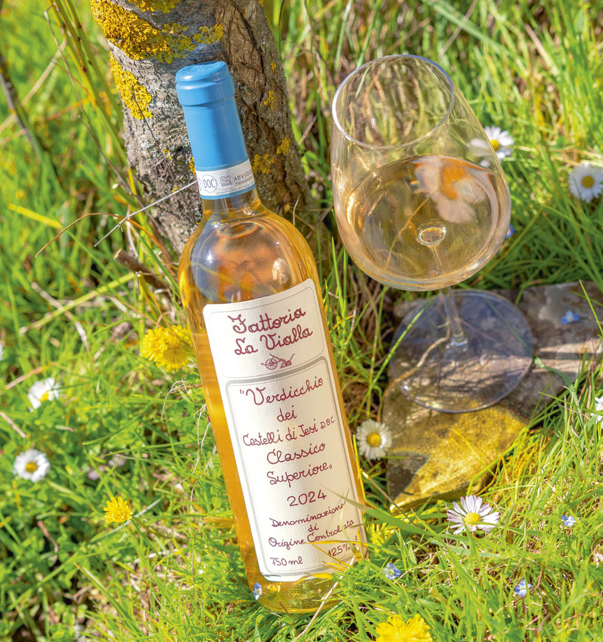 Verdicchio dei Castelli di Jesi Classico Superiore D.O.C. 2024