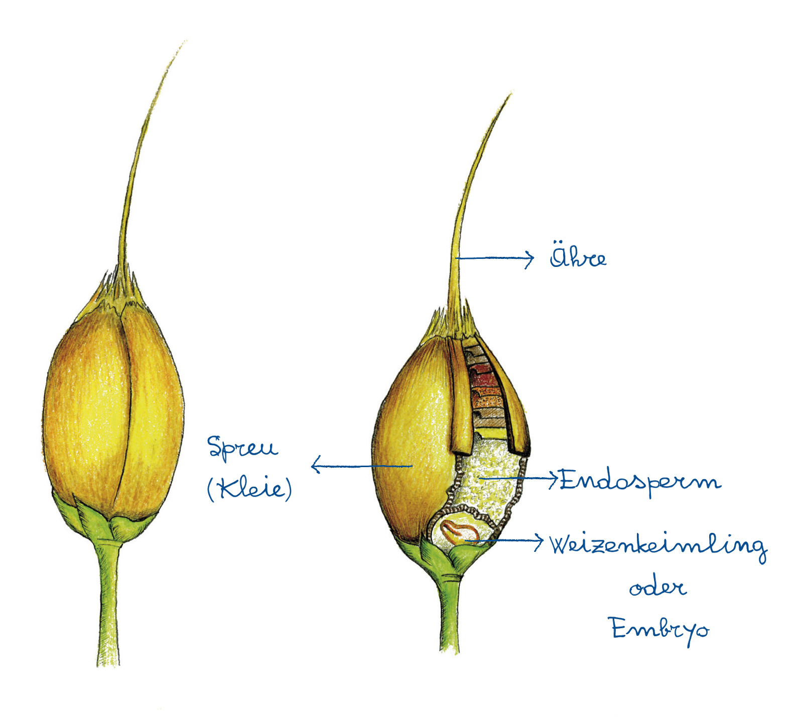 Die verschiedenen Bestandteile, aus denen das Weizenkorn zusammengesetzt ist Die verschiedenen Bestandteile, aus denen das Weizenkorn zusammengesetzt ist