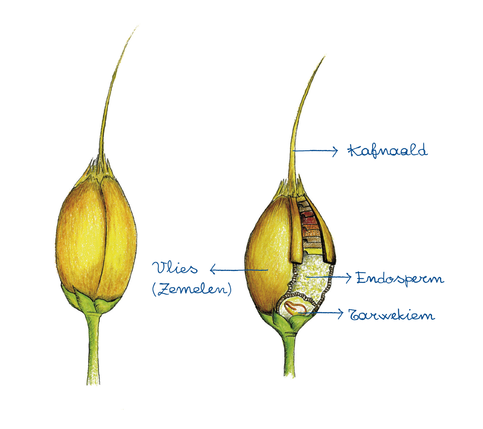 De verschillende delen van de graankorrel