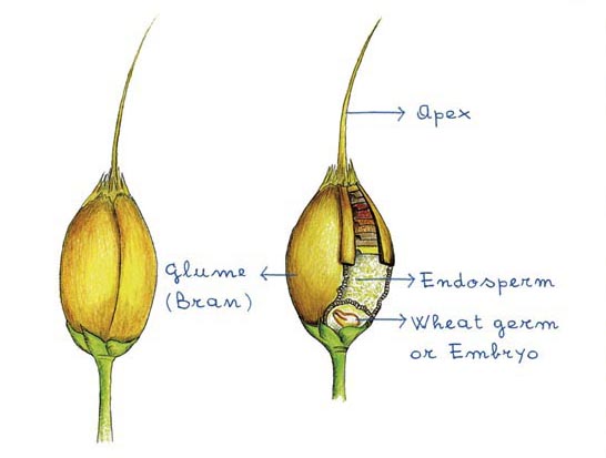 The various parts that go to make up a grain of corn